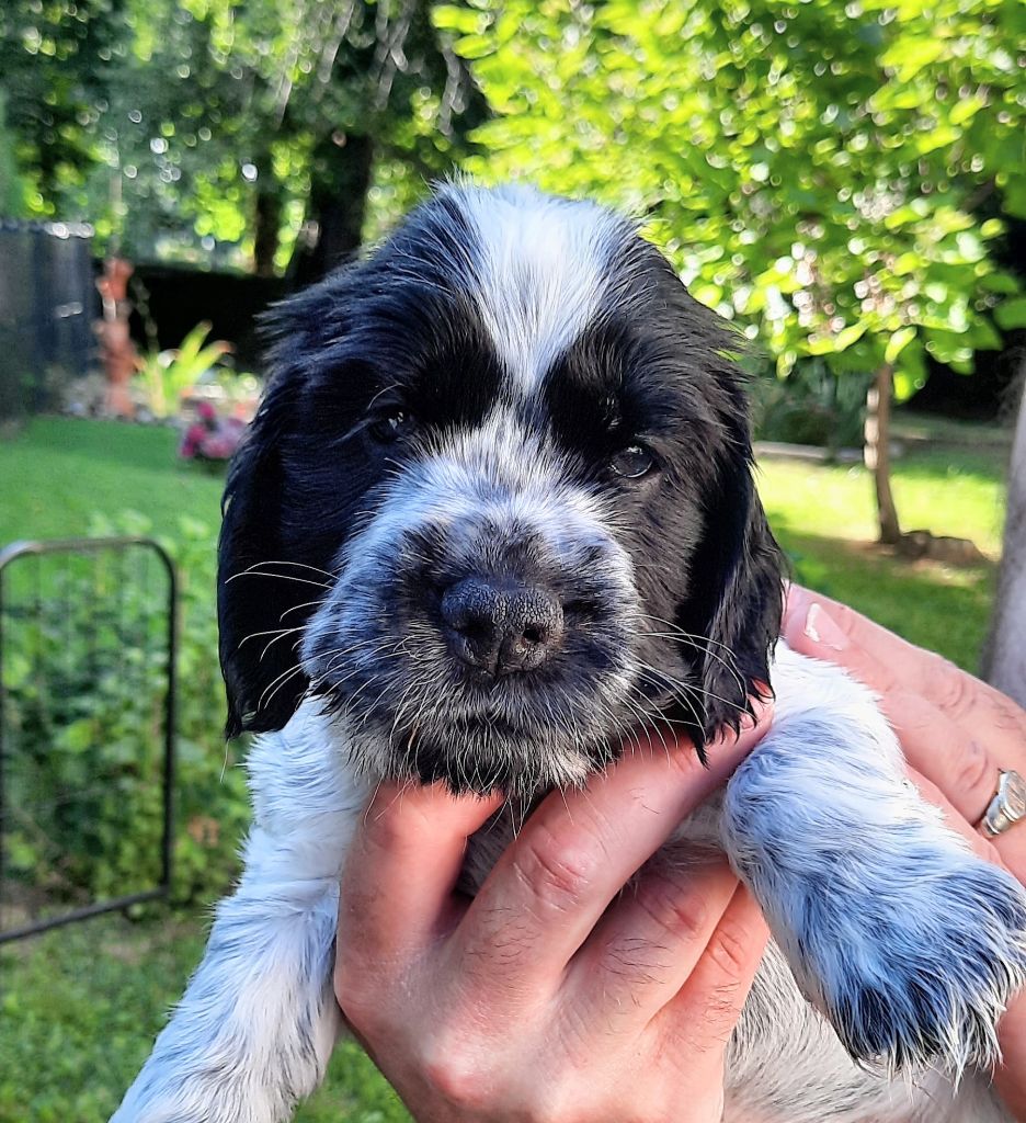 Pitch Black Face Pugs - Chiots disponibles - Cocker Spaniel Anglais