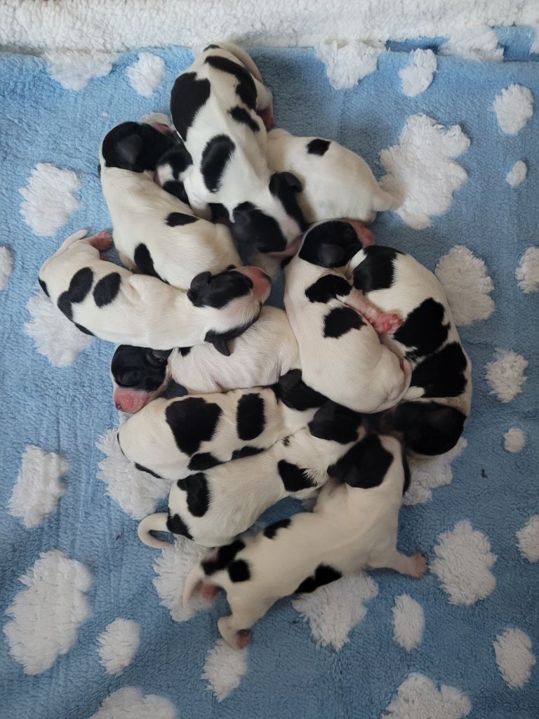 Chiot Cocker Spaniel Anglais Pitch Black Face Pugs